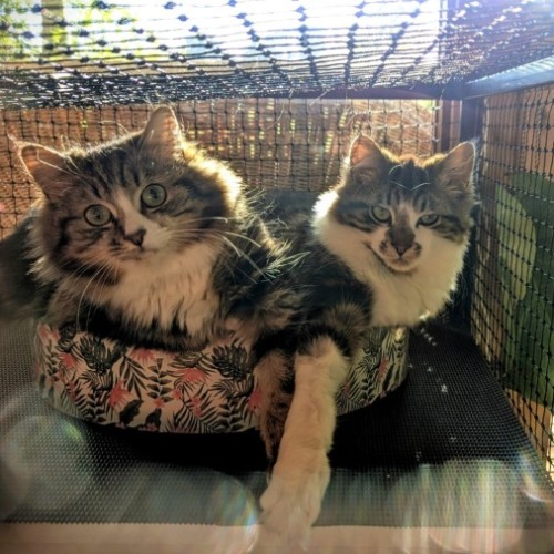 Muhma ( & Pumpkin) 2nd Chance Cat Rescue**