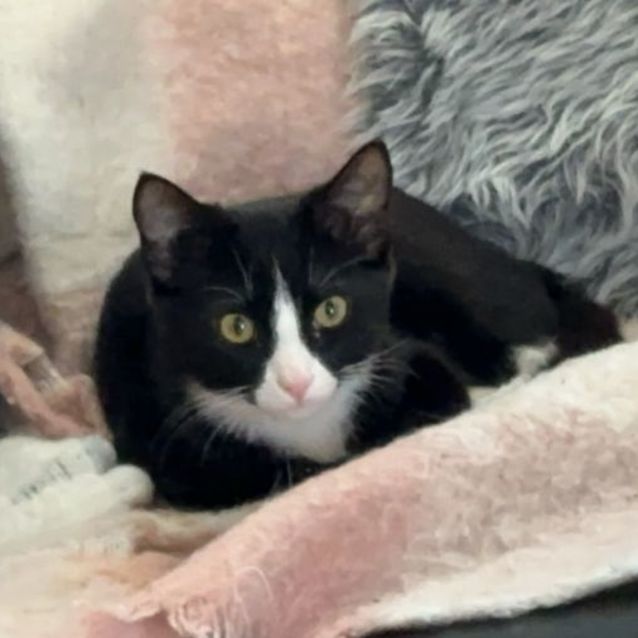 Photo of Minnie 🌷