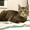 Photo of Penny