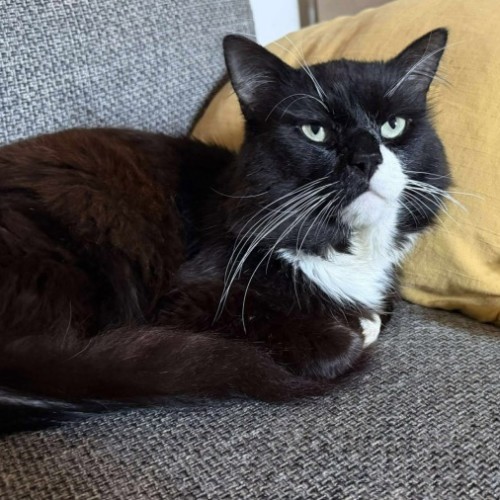 Sir Ian - Meet me @ Petstock Prahran!