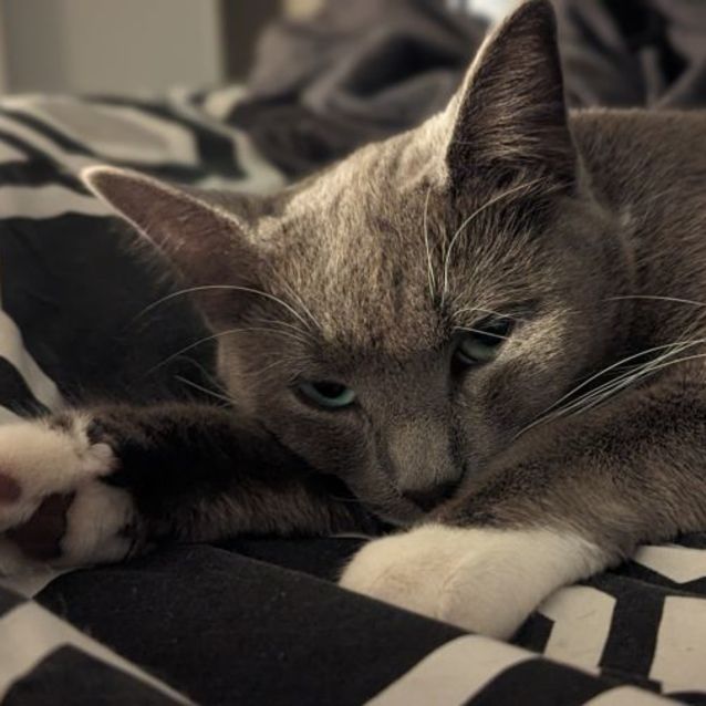Photo of Winnifred **2nd Chance Cat Rescue**