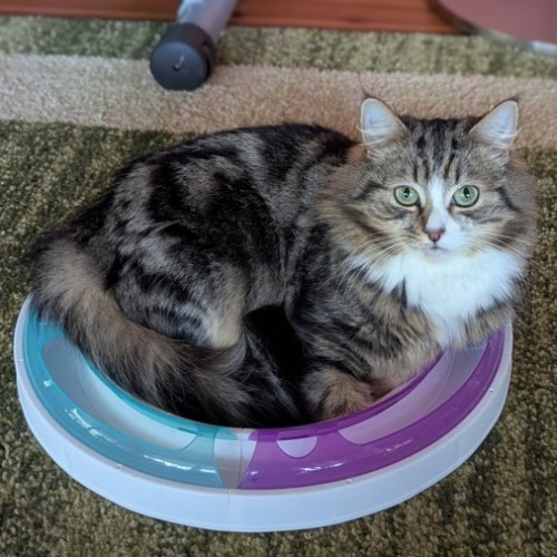 Pumpkin (& Muhma) ** 2nd Chance Cat Rescue**