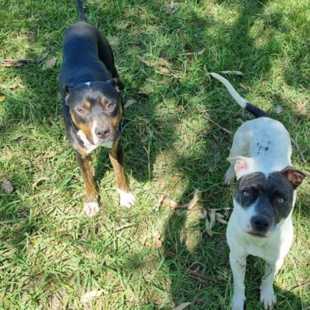 Photo of Noodle (Imp. 304)