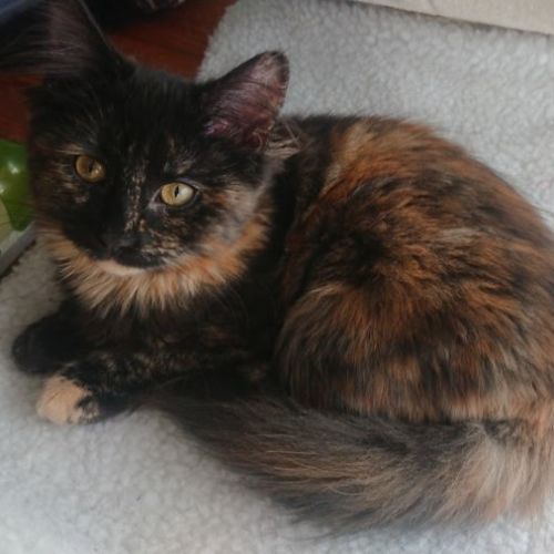 Milly **2nd Chance Cat Rescue**