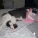 Photo of Louie