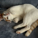 Photo of Major Tom