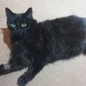 Photo of Jinx