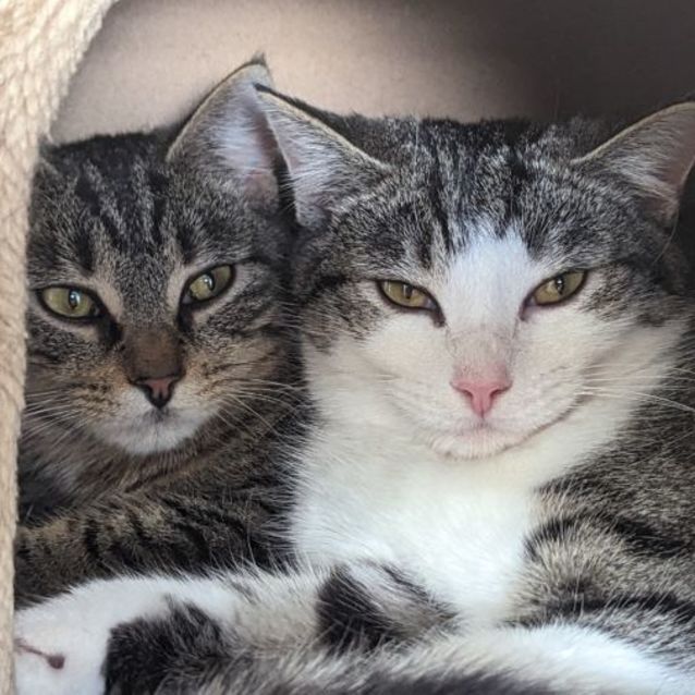 Photo of Penny **2nd Chance Cat Rescue** 