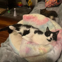 Photo of Pixel **2nd Chance Cat Rescue**