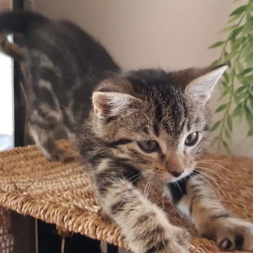 No photo for Stripey