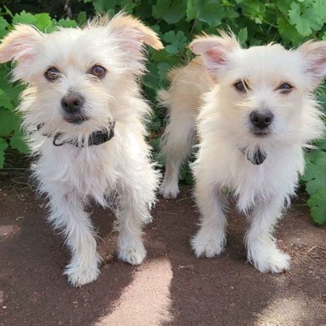 Photo of Sparky Dl2797 And Stumpy Dl2798