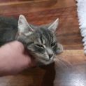 Photo of Sapphire