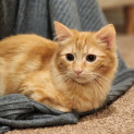 Photo of Rusty ^Dandy Cat Rescue^