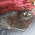 Photo of Jinx