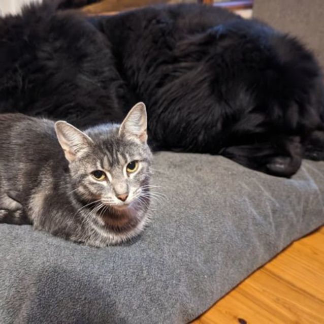 Photo of Nam Nam ** 2nd Chance Cat Rescue**