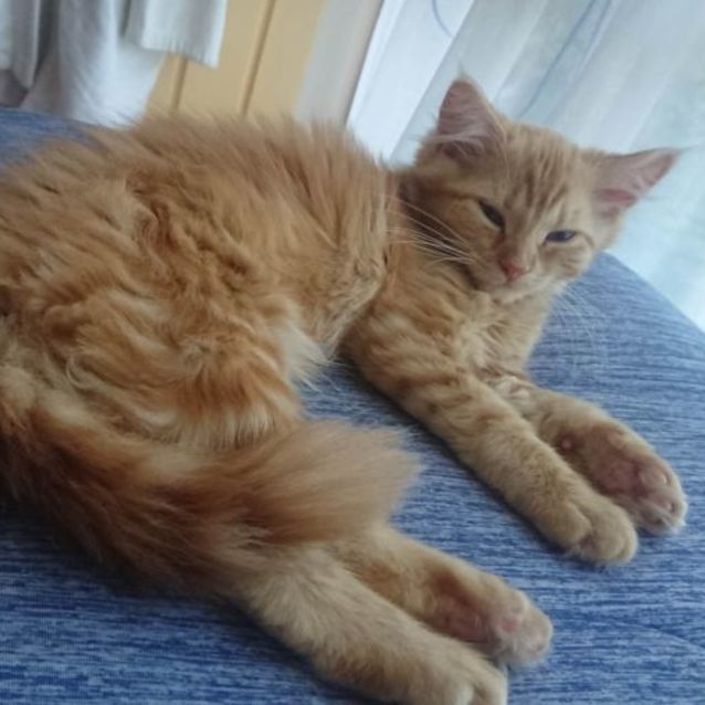 Photo of Amber ** 2nd Chance Cat Rescue**