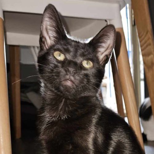 Khan ** 2nd Chance Cat Rescue **