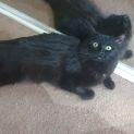 Photo of Jinx