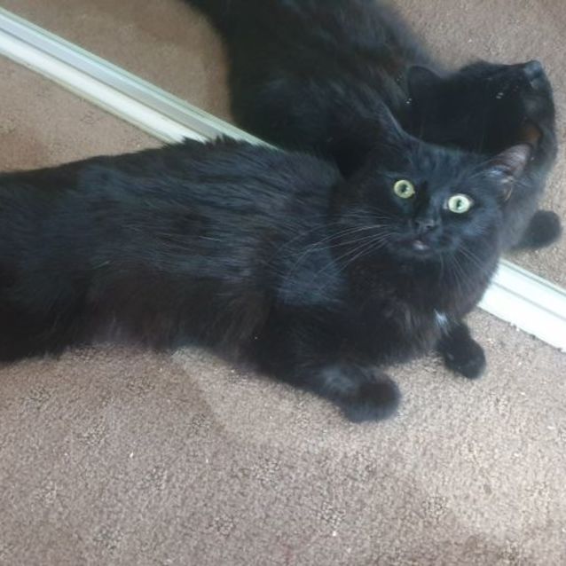Photo of Jinx