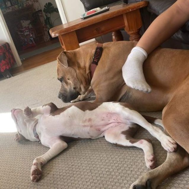 Photo of Princess Leia