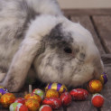 Photo of Max