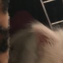 Photo of Coconut