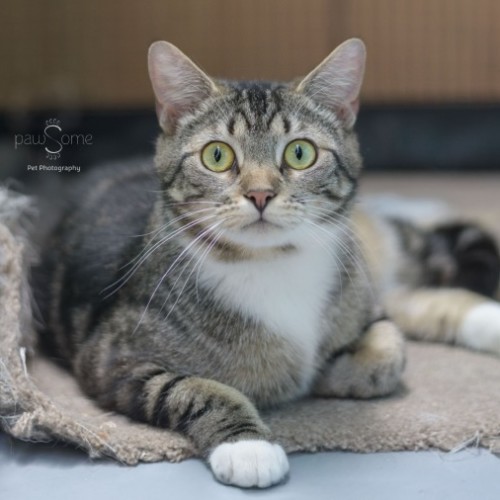 Zebra**2nd Chance Cat Rescue**
