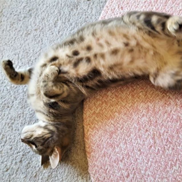 Photo of Nova ^^Dandy Cat Rescue^^