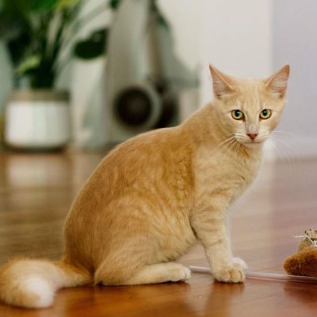 Photo of 💛 Baxter 💛