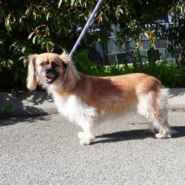 Photo of Archie