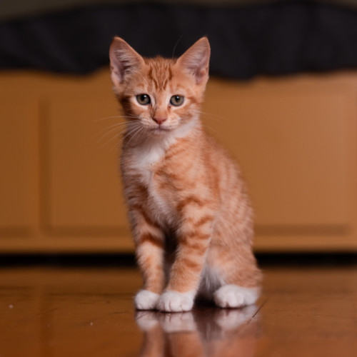 Josie
