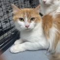 Photo of Magnolia **2nd Chance Cat Rescue**