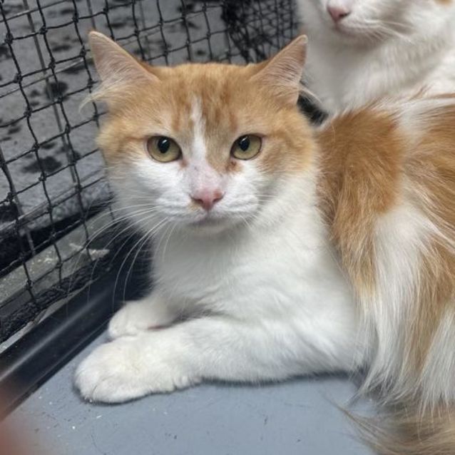 Photo of Magnolia **2nd Chance Cat Rescue**