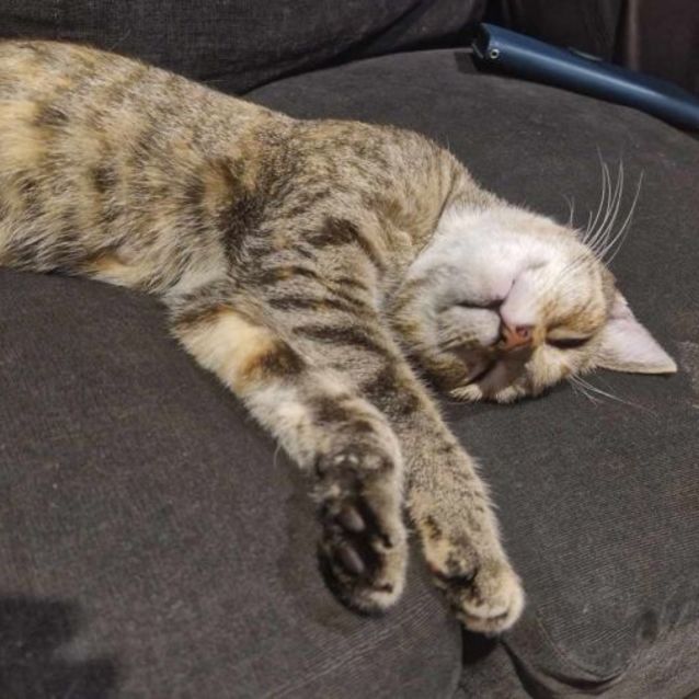 Photo of Chloe 🦋🐈