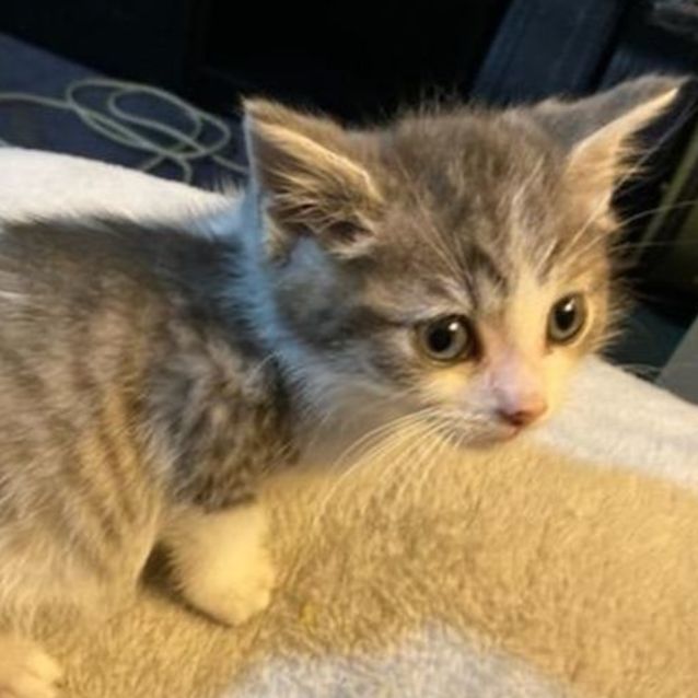 Photo of Jedi And Yodi