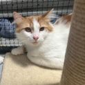 Photo of Roqueford**2nd Chance Cat Rescue**