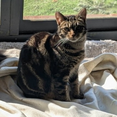 Jasmine *9 Lives Project Rescue*