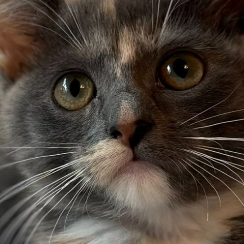 Cookie - In foster care in Bentleigh East