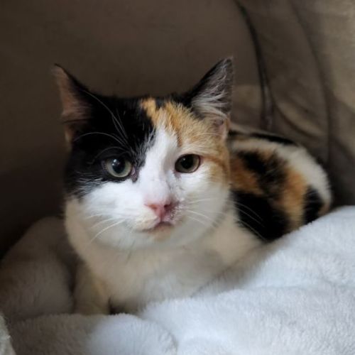 Suki