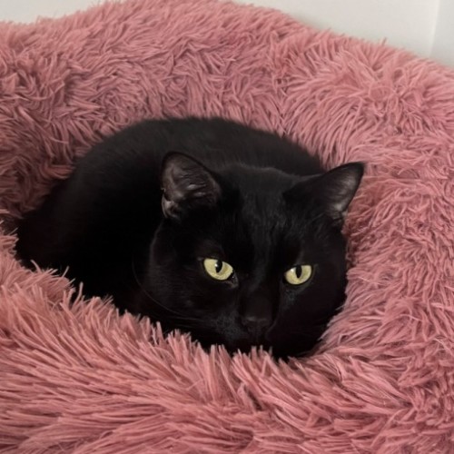 Blaze - Located in Windsor