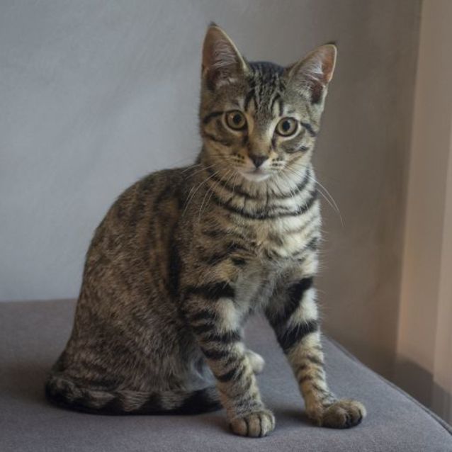 Photo of  Truman & Christof ^Dandy Cat Rescue^