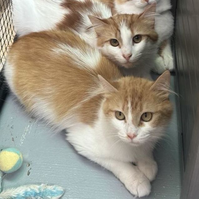 Photo of Magnolia **2nd Chance Cat Rescue**