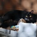 Photo of Misty **2nd Chance Cat Rescue**