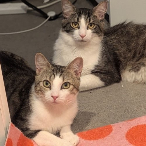 No photo for Finn & Jake