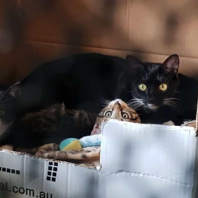 Photo of Misty **2nd Chance Cat Rescue**