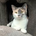 Photo of Cailler ** 2nd Chance Cat Rescue**