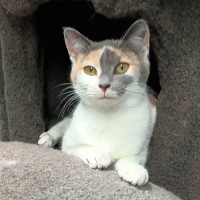 Photo of Cailler ** 2nd Chance Cat Rescue**