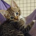 Photo of Hustler **2nd Chance Cat Rescue**