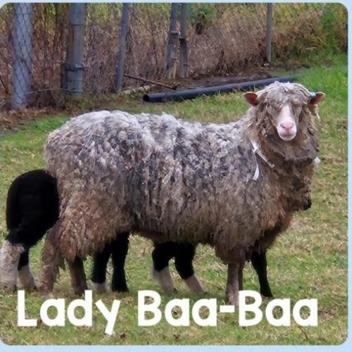 Lady Baa-Baa