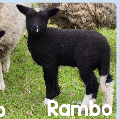 Rambo
